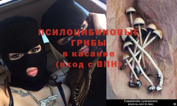 сатива Алзамай